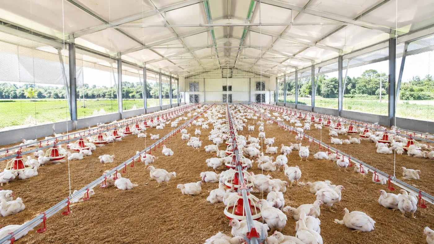 Granja avícola moderna acompanhada pela plataforma Avilink